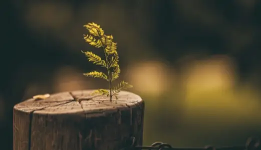 Terapia de Adultos. Base de un tronco de un arbol cortado en el que ha nacido una rama verde